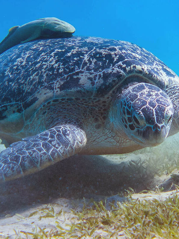 Huge green sea turtle (Chelonia mydas) in the seagrass in the re